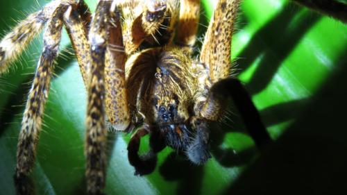 Piloctenus sp.
